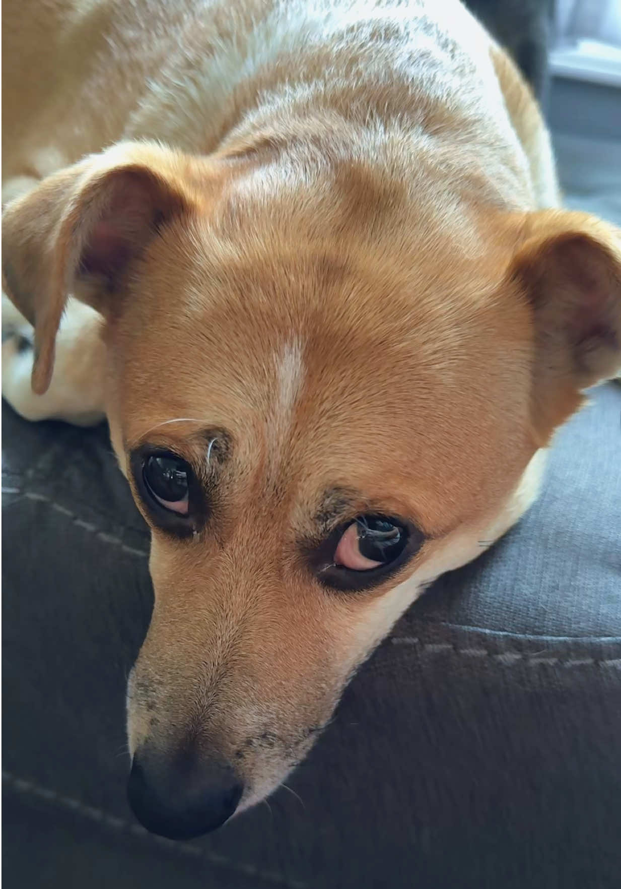 Who Are You? #dogs #whoareyou #dailylaugh #funny #lol 