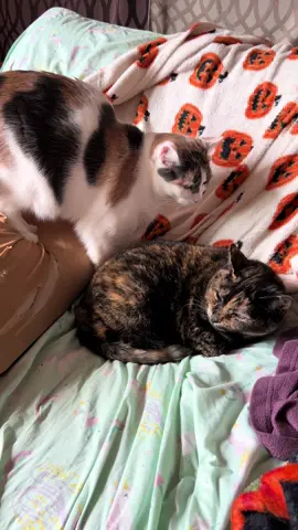 Toffee wouldn’t move! How rude! #cat #cats #sisters #catsofinstagram #cutecat        