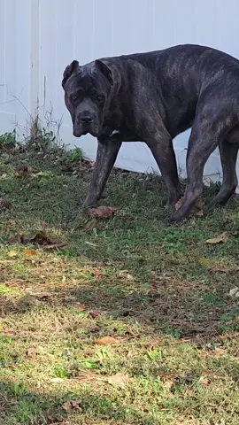 #dogsoftiktok  #canecorso  #funnyvideos 