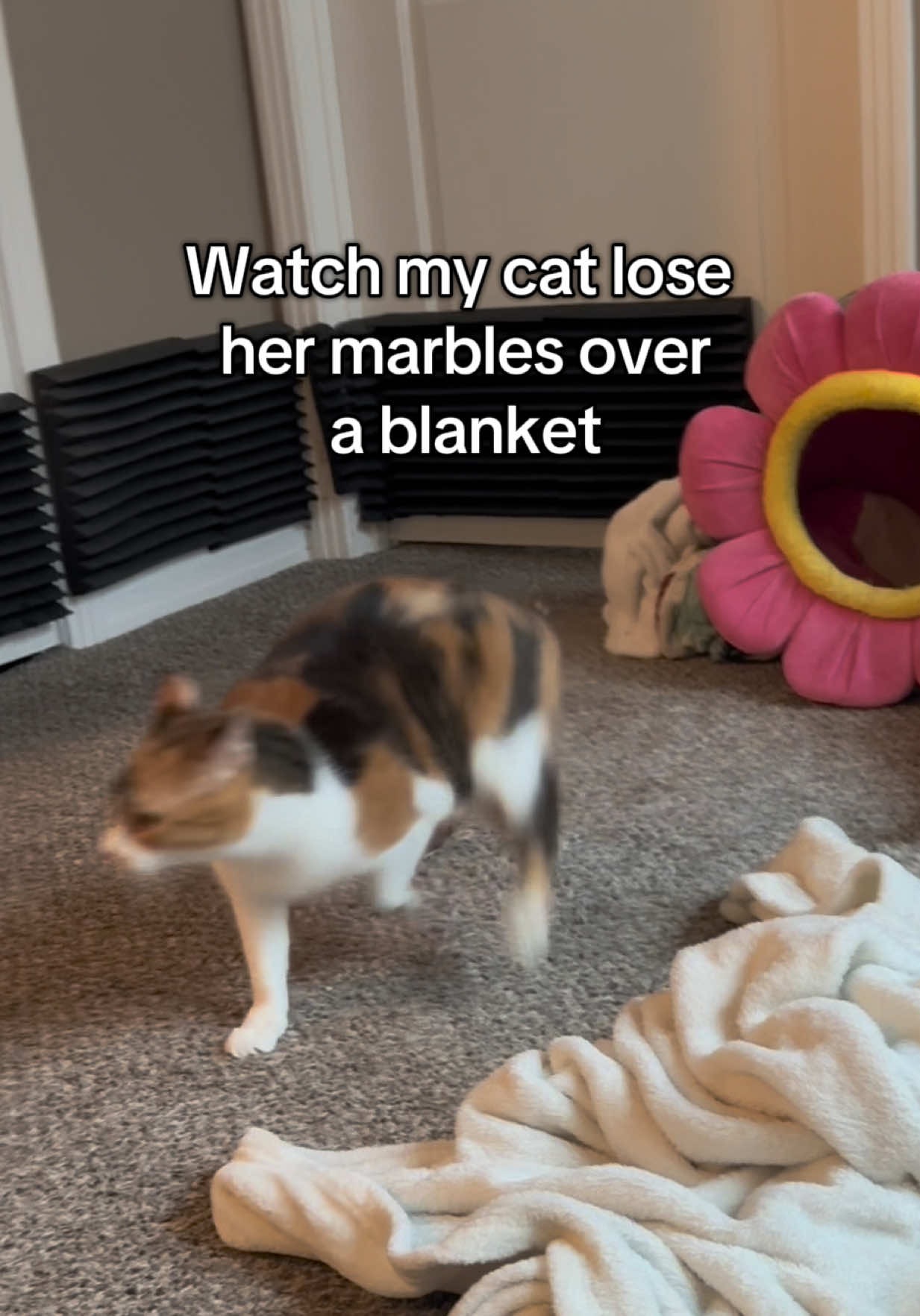 She really showed that blanket who’s boss 🥊 #wobblycat #cerebellarhypoplasia #specialneeds #calico #catsoftiktok 