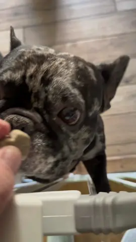 Zesty Paws Calming Bites help your dog stay relaxed during storms, travel, or loud holidays with natural ingredients like Ashwagandha, Chamomile & L-Theanine for calm focus and comfort. Perfect for pups who deserve peace while you hustle. #dogcalmingbites #petwellness #dogtreats #calmpup #tiktokshopblackfriday 