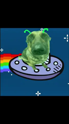 Throwback to nyan cat and dog 🥹 #homer #whiningdog #fyp #supao2008 #tiktokmeme 