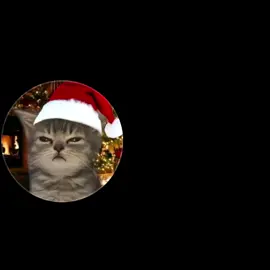 Binh đoàn mèo mãi đĩnh khỉ dại 2007 chỉ là nô lệ của binh đoàn mèo thôi#capcut #edit #xuhuong #kenhvn #chonglai2007 