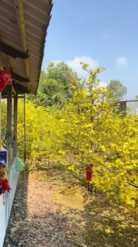 hoa mai🌺🌺🌺#xuan2026 #30tet #mayhanmigkhongkhi #xuhuong #xh 