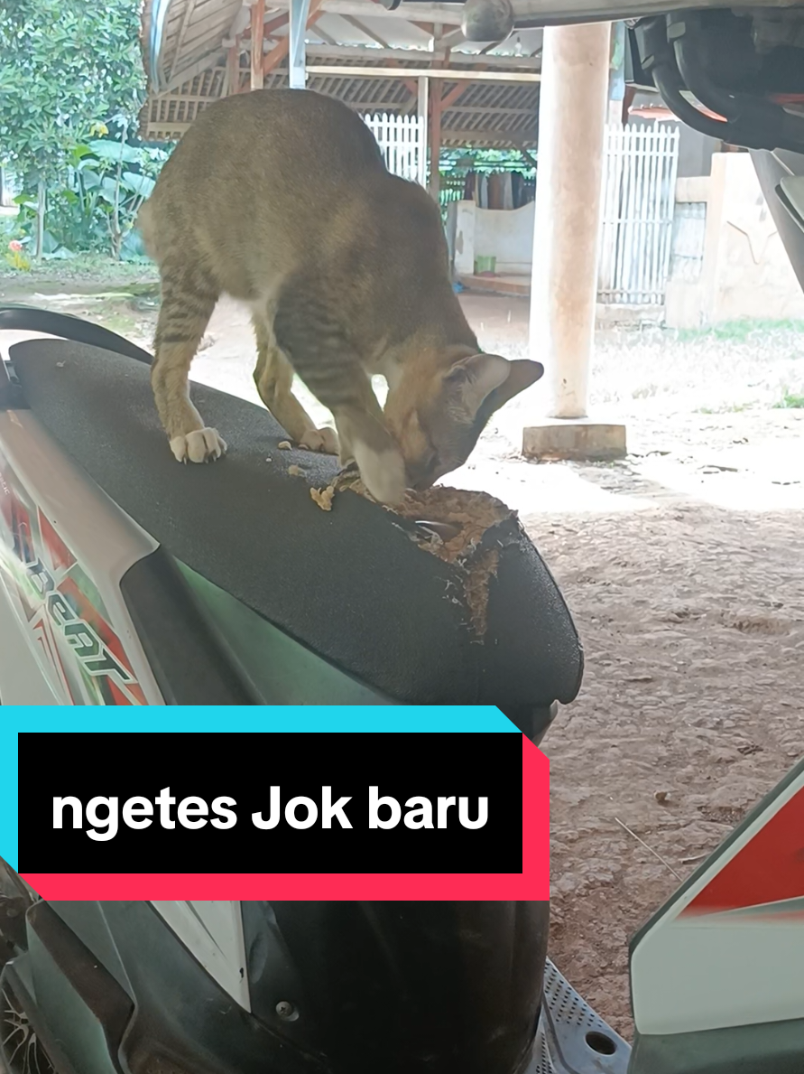 lanjutkan meng 😌😮‍💨 gpp nakal asal jangan mati dulu ya... 🥹 #kucingtiktok #kucinglucu #catlover 