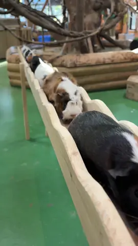 モルモット　guineapip