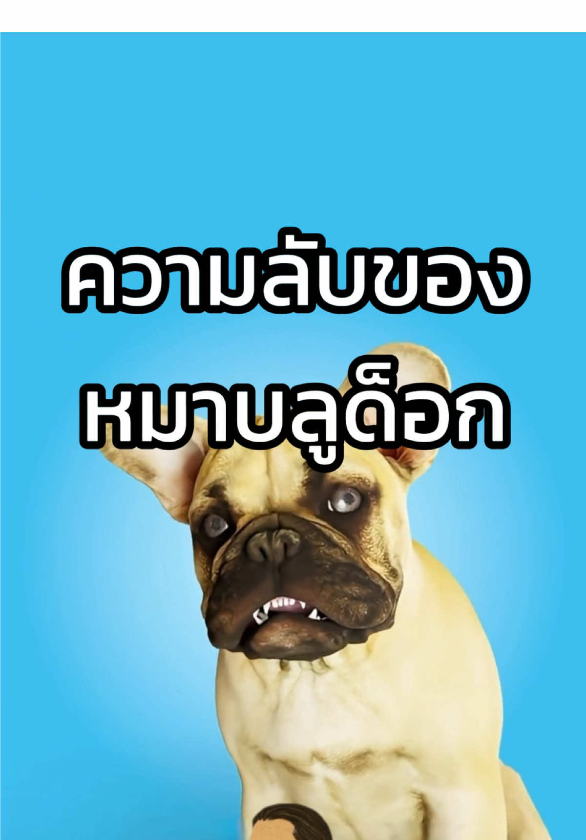 ความลับของหมาบลูด็อก 🐶🐕 cr. Zack D Films #สาระความรู้ #เรื่องนี้ต้องดู #ข่าวtiktok #เรื่องเล่า #fyp 