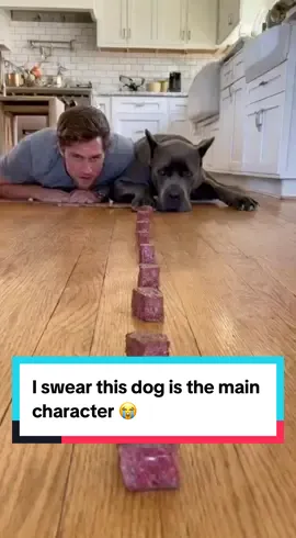 Bro trained for this moment his whole life 😂 I swear this dog is the main character 😭 #dogsoftiktok #funnydog #dograce #funny #dogchallenge     