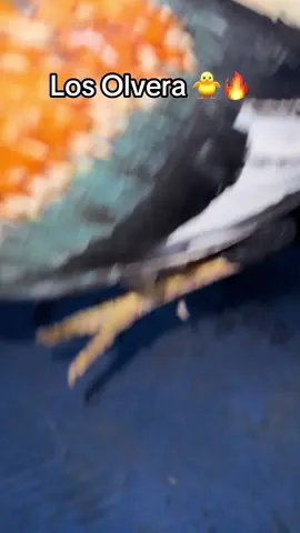 Que chulada Los Giros 🐥🔥 #Gallos #GalloFino #LosOlvera #Gallero #FYP 