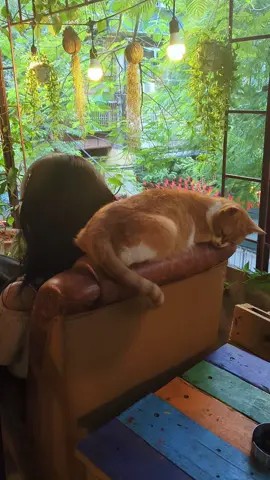 Chỗ yêu thích của Meo...