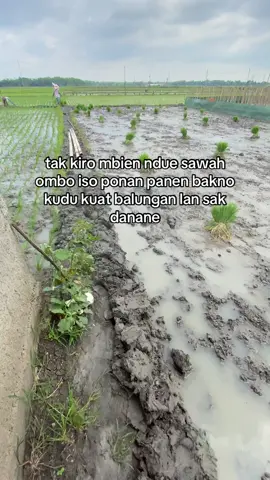 petani abiezz bagian ngirim tapi #petanimuda #petaniindonesia🇮🇩🇮🇩🇮🇩🌿🌿 #petanicabai #fyppppppppppppppppppppppp 