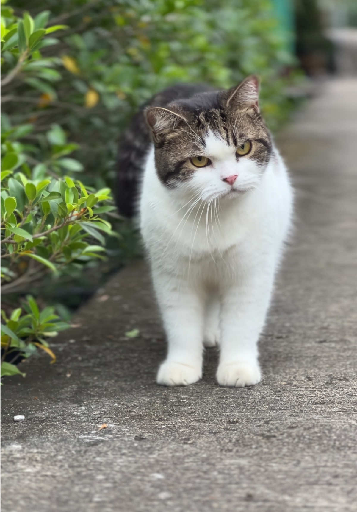 โคนัน ❌โคนม ✅  #นู๋เดิ้น #สก๊อตติชโฟลด์ #ฟีดดดシ #fypシ #cat 