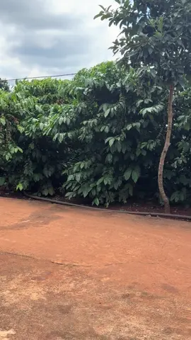 #xuhuong #bophoveque #nongdan 