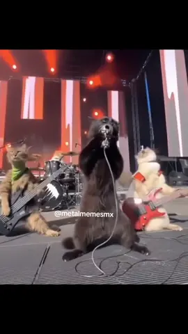 michis locos 🤘🏻🤣 . . #cat #michis #gatos 