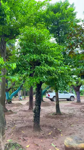 P34; Ngắm cây ngày mưa cả nhà ơi.#caysanvuon #xuhuong #hottrend #caybongmat #caycanh 