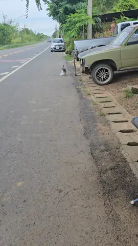 แม่มันให้ตังมากินไก่ด้วย😆😆 #ตลก #ฟีด #Reels #หมา#สุนัข 