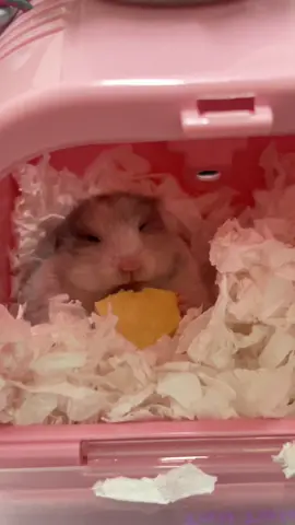 อร่อย = หูลู่  #hamster #hamsteroftiktok #แฮมสเตอร์ #สัตว์เลี้ยงtiktok #fyp 