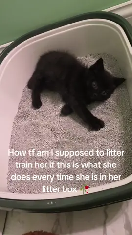 first time owning a cat, any tips? #cat #cute #funny #kitten #kittensoftiktok 