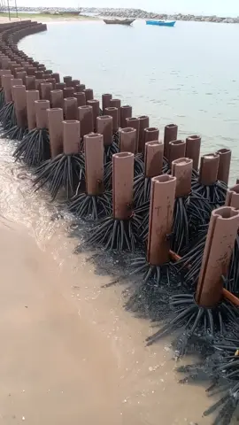 รากไม่ป่าโกงกางเทียมช่วยชะลอน้ำทะเลกัดเซาะชายฝั่ง#กัดเซาะชายฝั่ง