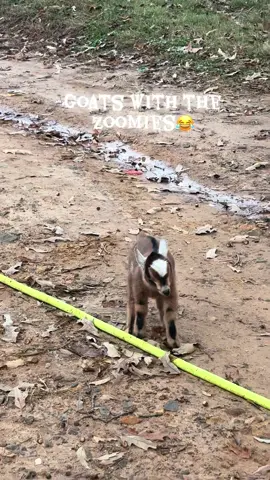 Goats with the Zoomies😂 #kids #fyp #viral #Love #sanctuary @The Dodo @Hallmark Family @CMT @Dolly Parton @GMC 
