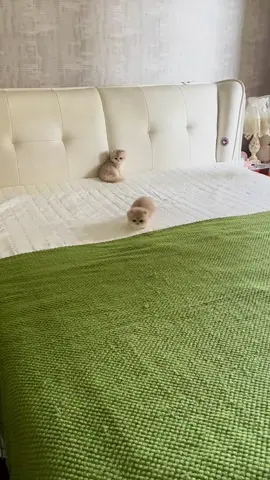 two beloved twins 💕. #kittensoftiktok #meowl #catsvideos #cutecat #pets 