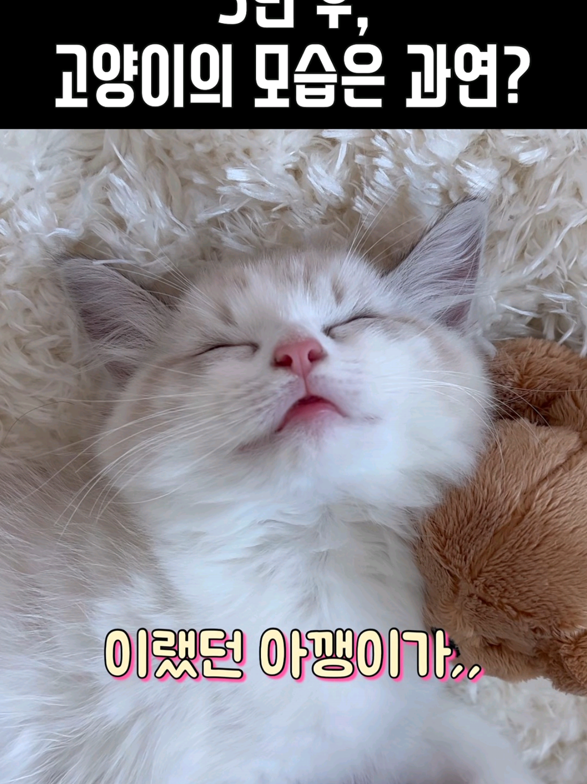 3년 후, 고양이는 어떻게 컸을까? #고양이 #cat #catsoftiktok #catlover #cutecat 