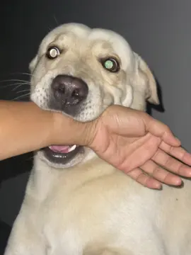 ถ้าไม่ลุก แขน จะหลุด ไหมนะ  55555 😂🤭  #บักโร #ลาบราดอร์รีทรีฟเวอร์ #คลิปหมา #สัตว์เลี้ยงtiktok #คลิปตลกฮาๆ 