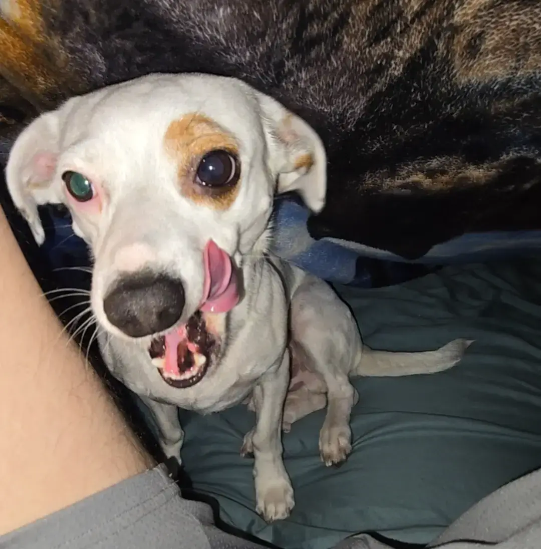 my boy beans 🫘 #animalsoftiktok #fyp #featureme #dogsoftiktok #bestfriend 