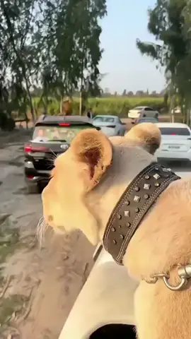 #NA18election #na18haripur #pmln #babarnawazkhanharipur #babarnawazkhan 