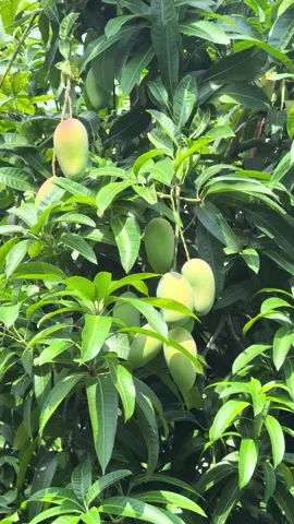 cảm ơn chú ruột đã chia sẽ…! #mùamưa #xoài🥭 