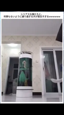 犬と猫可愛い#面白ショート#犬&猫#動物の可愛い瞬間