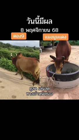 #วัวชนสด #วัวชนภาคใต้ #วัวชนคนสวย #วัวชนคนสู้🐂 #วัวชนสงขลา 