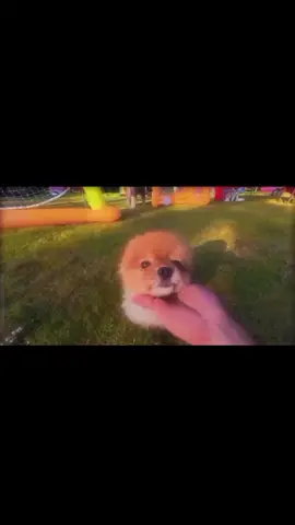 #ห้ามปิดการมองเห็นนะ ฟ่านๆ น้องฟ่านๆเสียชีวิตแล้วนะทุกคนน้องน้ำท่วมปลอดคลิปล่าสุดของพี่อู๋นะเสียใจๆๆๆๆๆฟ่านๆน่ารัก😭😭😭😭😭😭😭🥺🥺🥺🥺🥺🤕🤒🤧😷❤️❤️💘