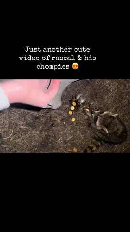 I just can’t with this cute little stinker butt 😭 #raccoon #adorable #chompies #raccoonsoftiktok #rascaltheraccoon #fyp 