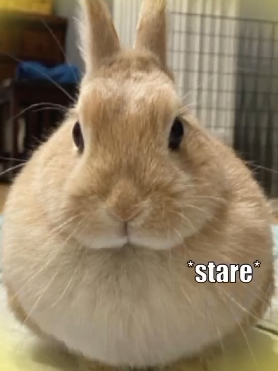 i lvoe bunnies bun bunnnniesssssssssssssss ahhhhwh2ywywhwh hi bia you might like bunnies #bunnies #bunny #rabbit #fyp #bunnyedit 