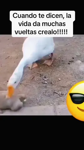 La Vida 🧬 Da muchas vueltas #humor #paratiiiiiiiiiiiiiiiiiiiiiiiiiiiiiii #vida #contenido #firulais 