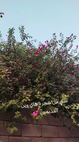 ورده ليعرفها اله جازه #ورد 