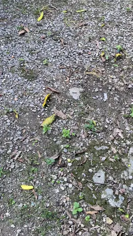 #mxsoloraya #fyp #solostyle #200watt #blora24jam 