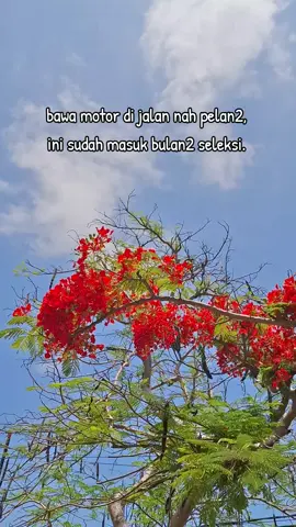 Bulan seleksi #promomakan1111 #nttpride🏝🔥kupangntt💯 