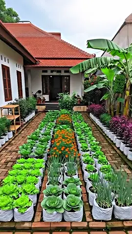Mari kita berkebun #rumah #vibes #kampung #viral #kebun 