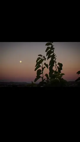 Escapism - Steven Universe 🌺 | ig: alansantillana #stevenuniverse #lyrics 