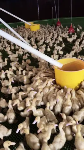 Cảm ơn.  #xuhuongtiktok #trai #job #duck #cuocsongthuongngay 