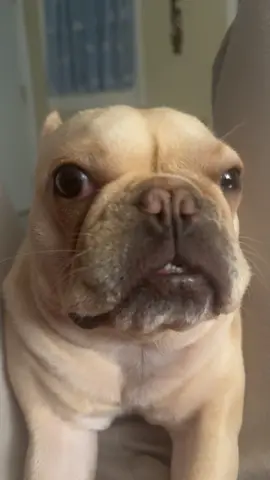 Brain eating amoeba would starve in her head #fyp #frenchbulldog #frechie 