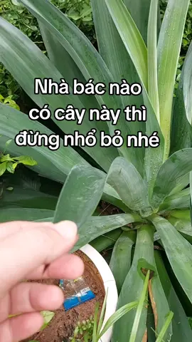 Nhà bác nào có cây này thì đừng nhổ bỏ nhé #xuhuong #lanam8vi #thanyeu 