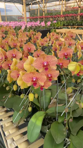 ✨ Anggrek Bulan cantik siap melengkapi koleksi kamu! 🌸 Kami supplier terpercaya, jual satuan & partai dengan harga terbaik! 💼 Cocok untuk pecinta tanaman atau bisnis florist kamu! 📲 DM sekarang untuk pemesanan & info lengkap! #AnggrekBulan #SupplierAnggrek #TanamanHias #JualAnggrek #Florist 