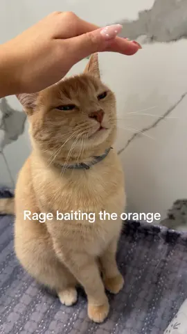 He’s so funny. I love morris  #orange #cat #catsoftiktok #fyp 