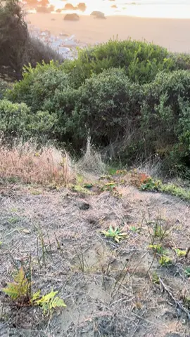 🤙🏻 #sunset #beach #norcal #pnw 