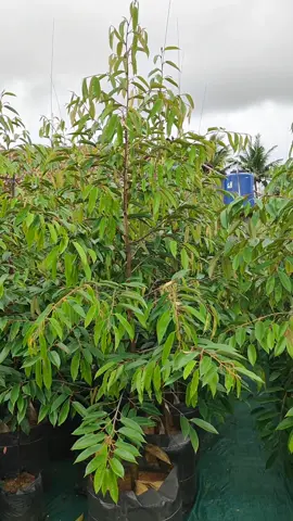 Bibit Durian Duri Hitam Jumbo Harga ekonomis  ukuran 2 meter up planterbag 100 liter  info pemesanan 0822 2097 6049 #bibitdurian #bibitduriandurihitam #viral #fyp #durianlover 