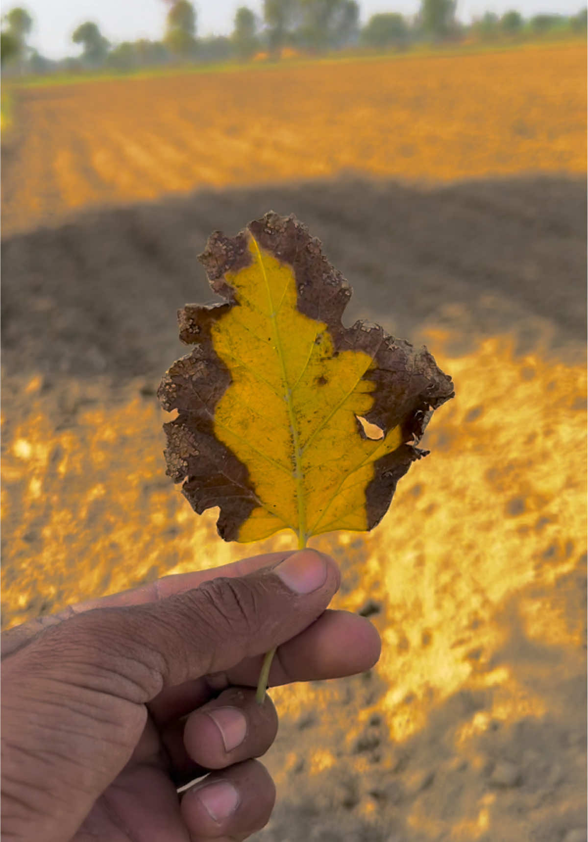 #sohnapind149 #virelvideo #virel #trending #fyp 