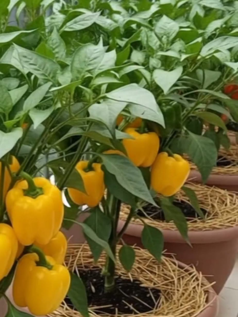 Benih Seribuan - Paket Benih 4 macam paprika f1 #benihpaprika4warna #benihpaprikafyp #benihpaprika 